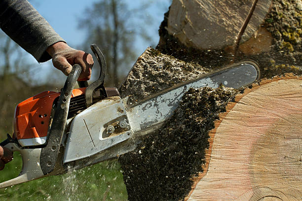 Best Stump Grinding and Removal  in Hiram, GA